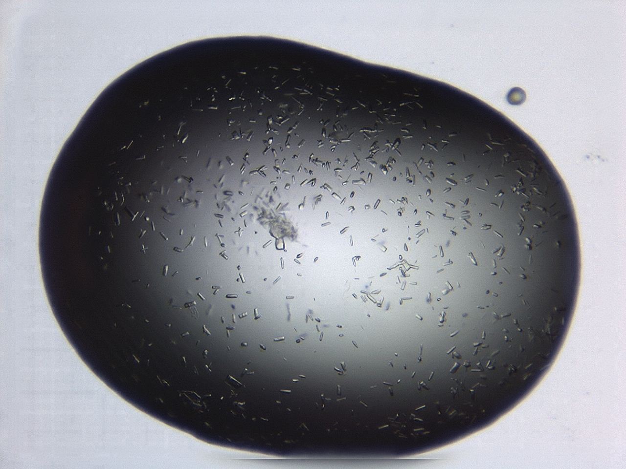 04er_C5_ImagerDefaults_0.jpg