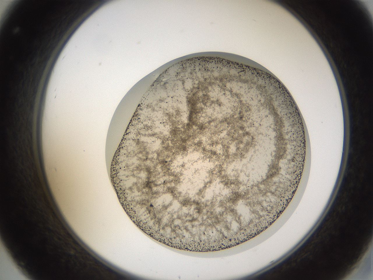 folderID107_plateID3107_batchID17921_wellNum32_profileID1_d2_r263208_ef.jpg