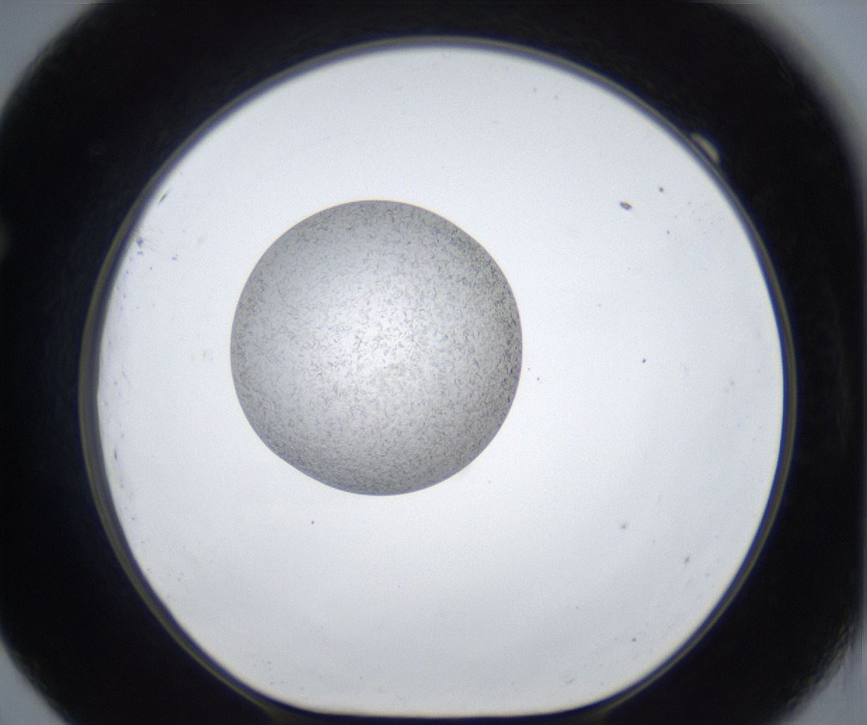 folderID10_plateID3010_batchID16720_wellNum69_profileID1_d1_r249957_ef.jpg