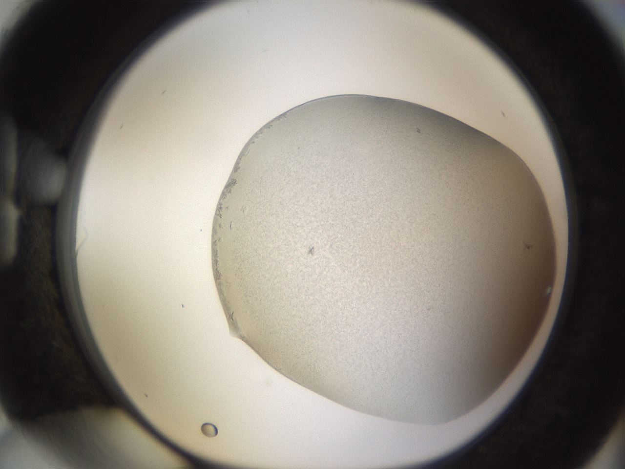 folderID125_plateID3125_batchID17735_wellNum90_profileID1_d1_r267651_ef.jpg