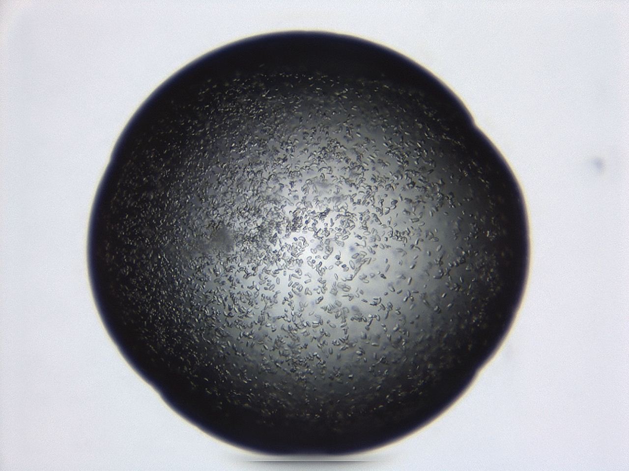 04et_C5_ImagerDefaults_8.jpg