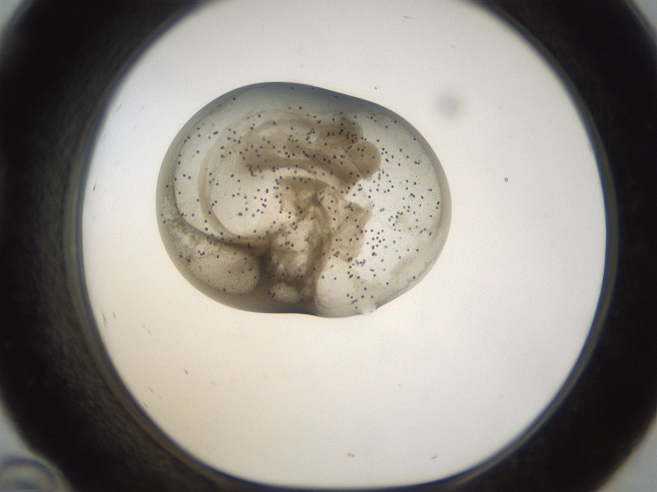 folderID159_plateID1159_batchID3407_wellNum46_profileID1_d1_r61945_ef.jpg