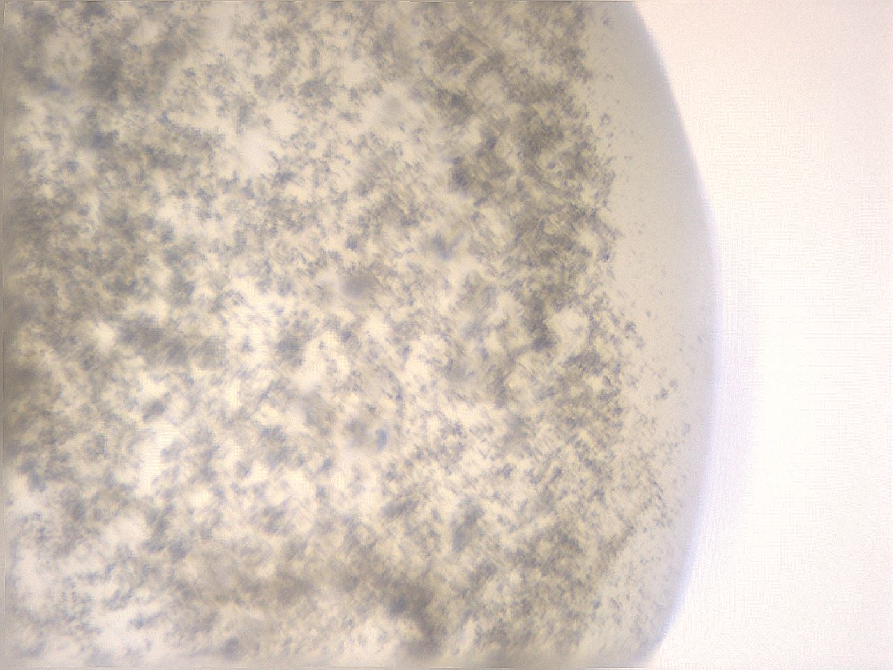 folderID19_plateID3019_batchID16540_wellNum55_profileID1_d2_r252549_ef.jpg