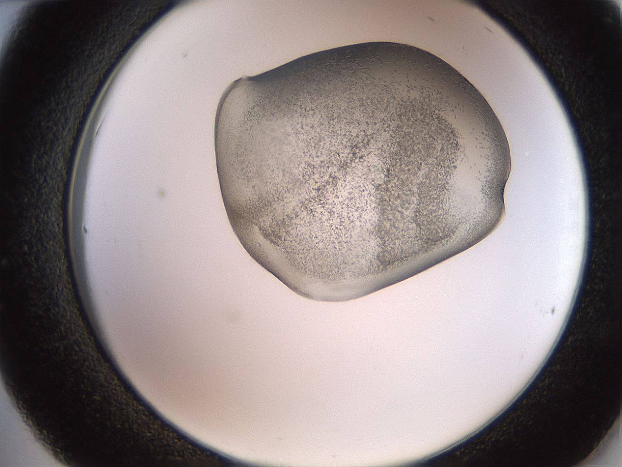 folderID205_plateID2205_batchID9800_wellNum36_profileID1_d2_r150014_ef.jpg