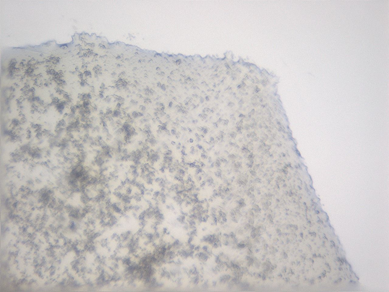 folderID20_plateID3020_batchID16496_wellNum7_profileID1_d1_r252557_ef.jpg
