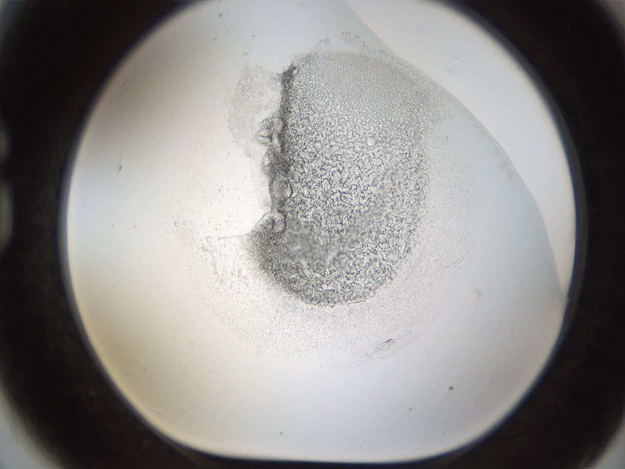 folderID214_plateID1214_batchID3879_wellNum81_profileID1_d1_r69696_ef.jpg