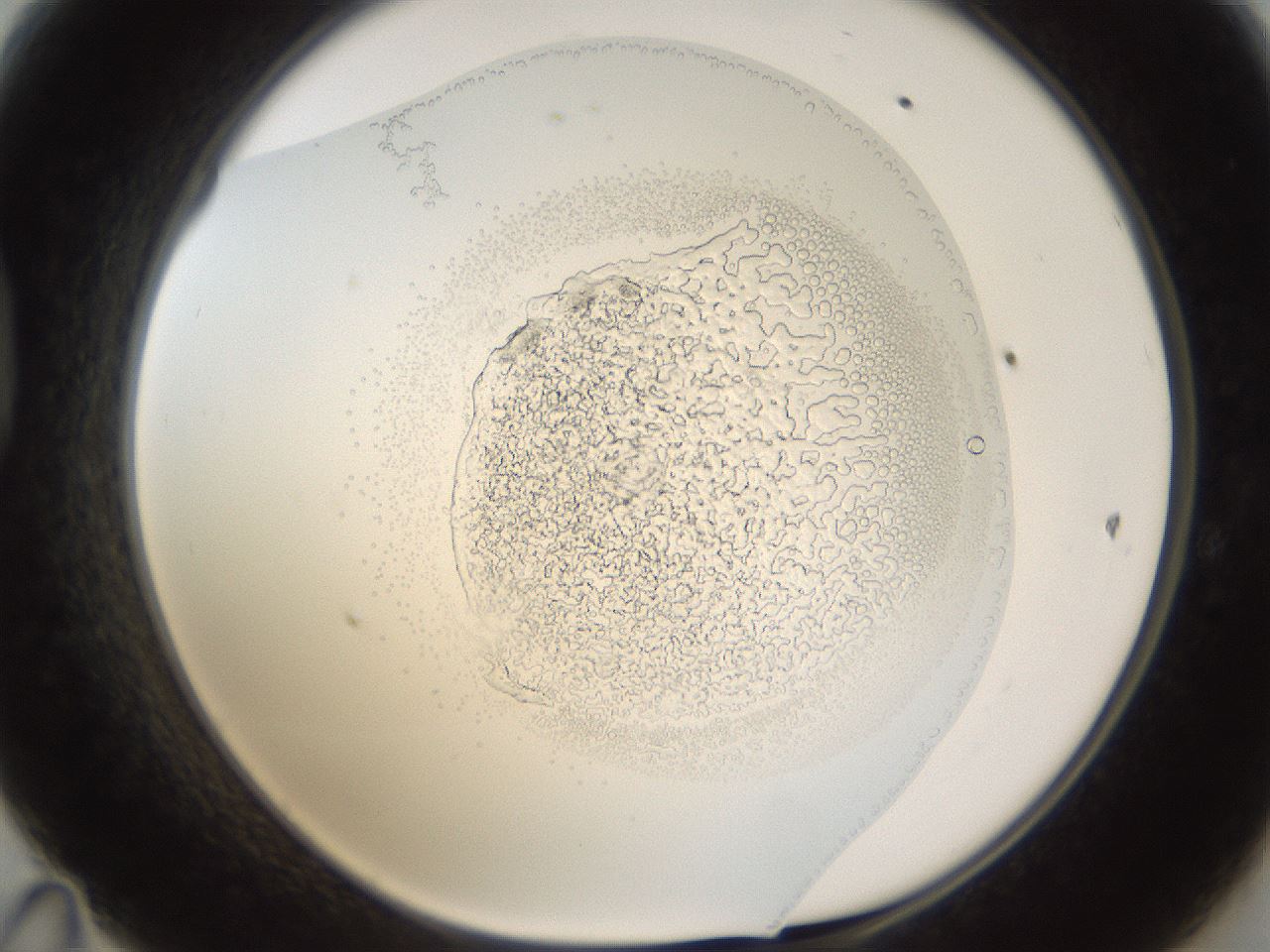 folderID214_plateID1214_batchID3579_wellNum47_profileID1_d1_r69628_ef.jpg