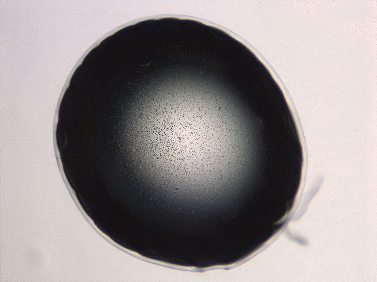 04ev_B10_ImagerDefaults_0.jpg