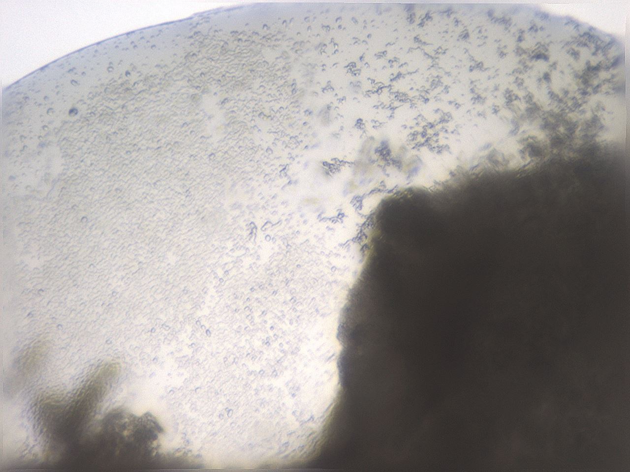 folderID22_plateID3022_batchID16584_wellNum74_profileID1_d1_r252488_ef.jpg