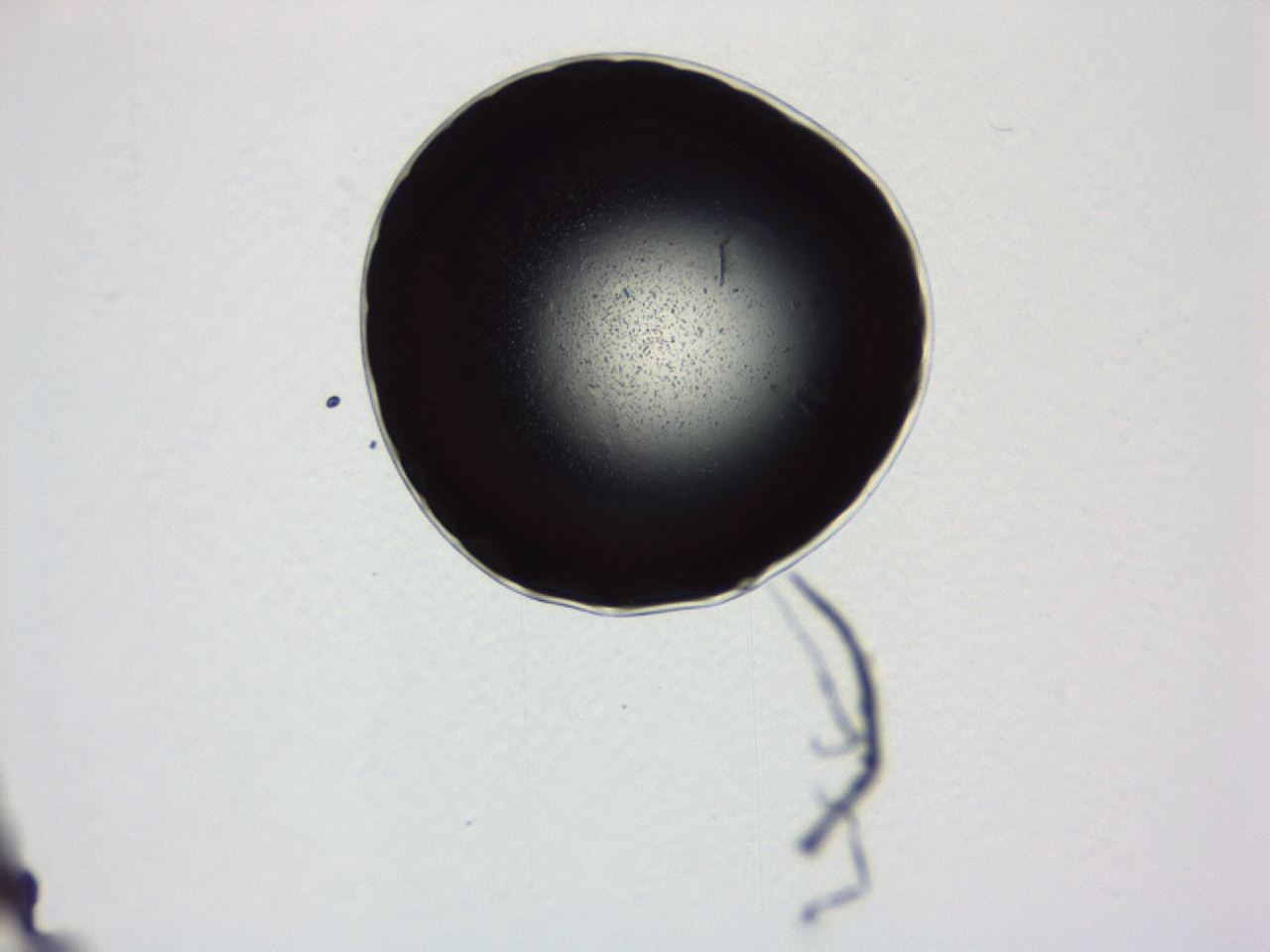 04ev_C9_ImagerDefaults_0.jpg