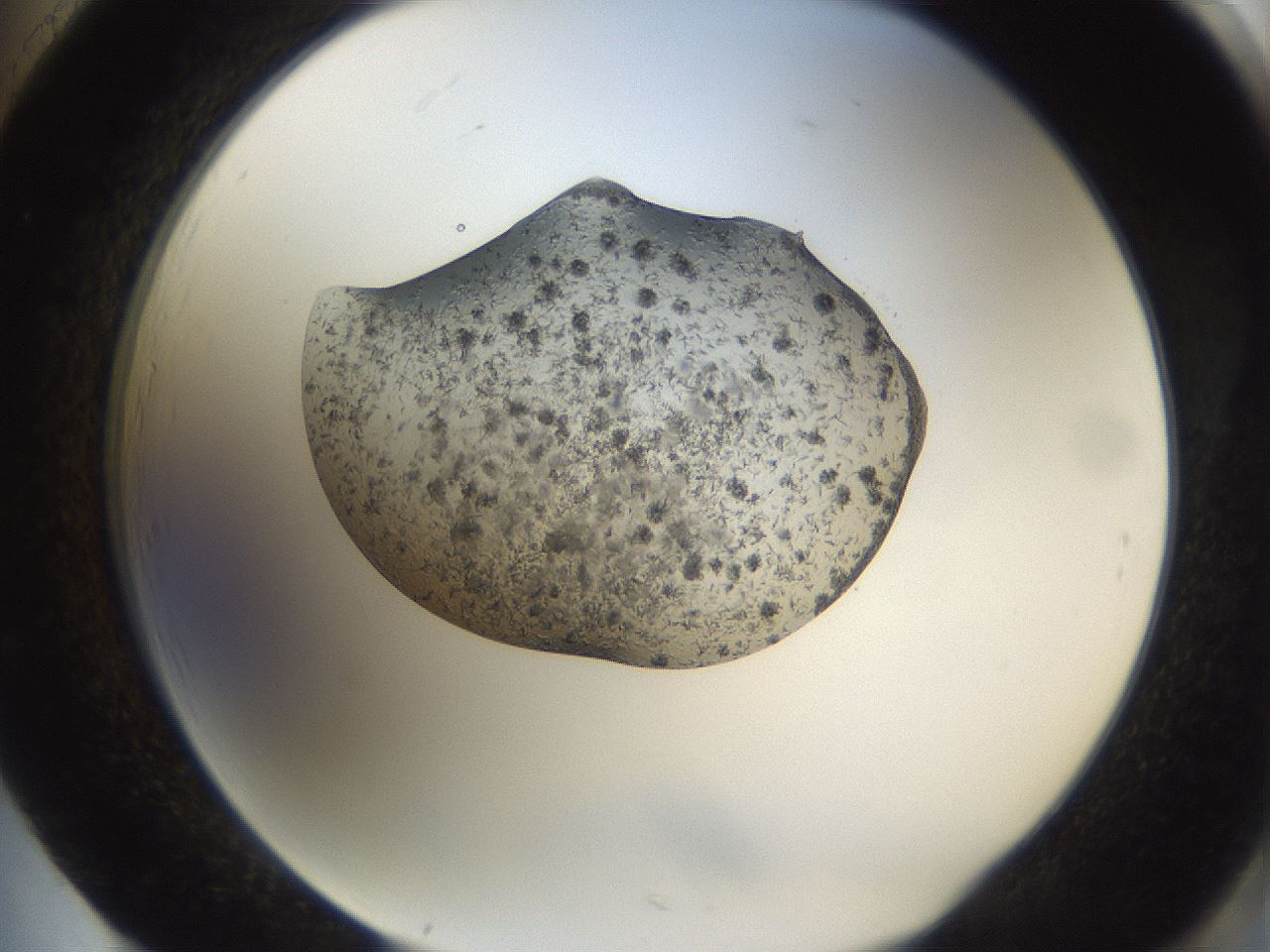 folderID236_plateID3236_batchID19173_wellNum85_profileID1_d2_r281991_ef.jpg