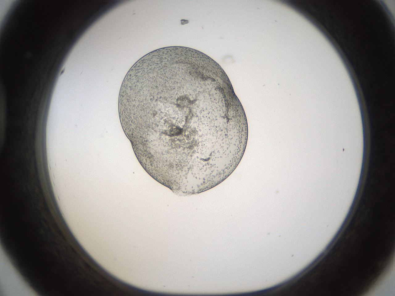 folderID237_plateID1237_batchID3610_wellNum44_profileID1_d1_r72173_ef.jpg