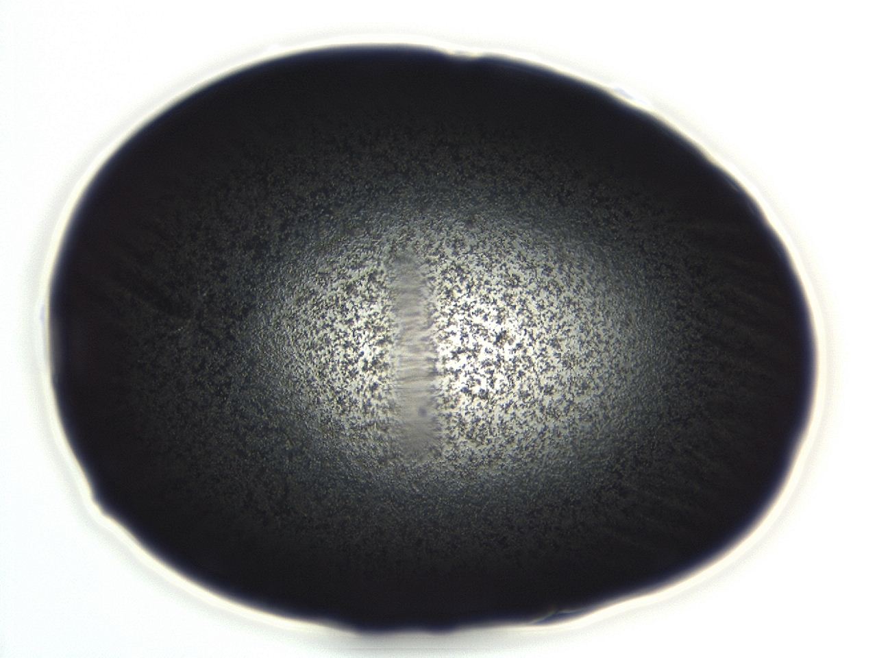 04ev_D1_ImagerDefaults_3.jpg