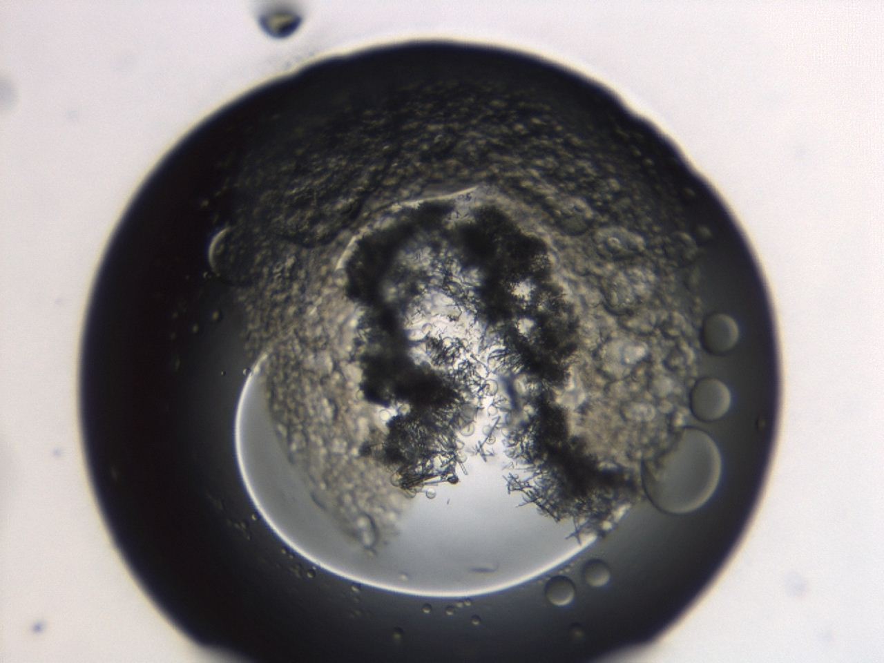 04ev_D12_ImagerDefaults_8.jpg