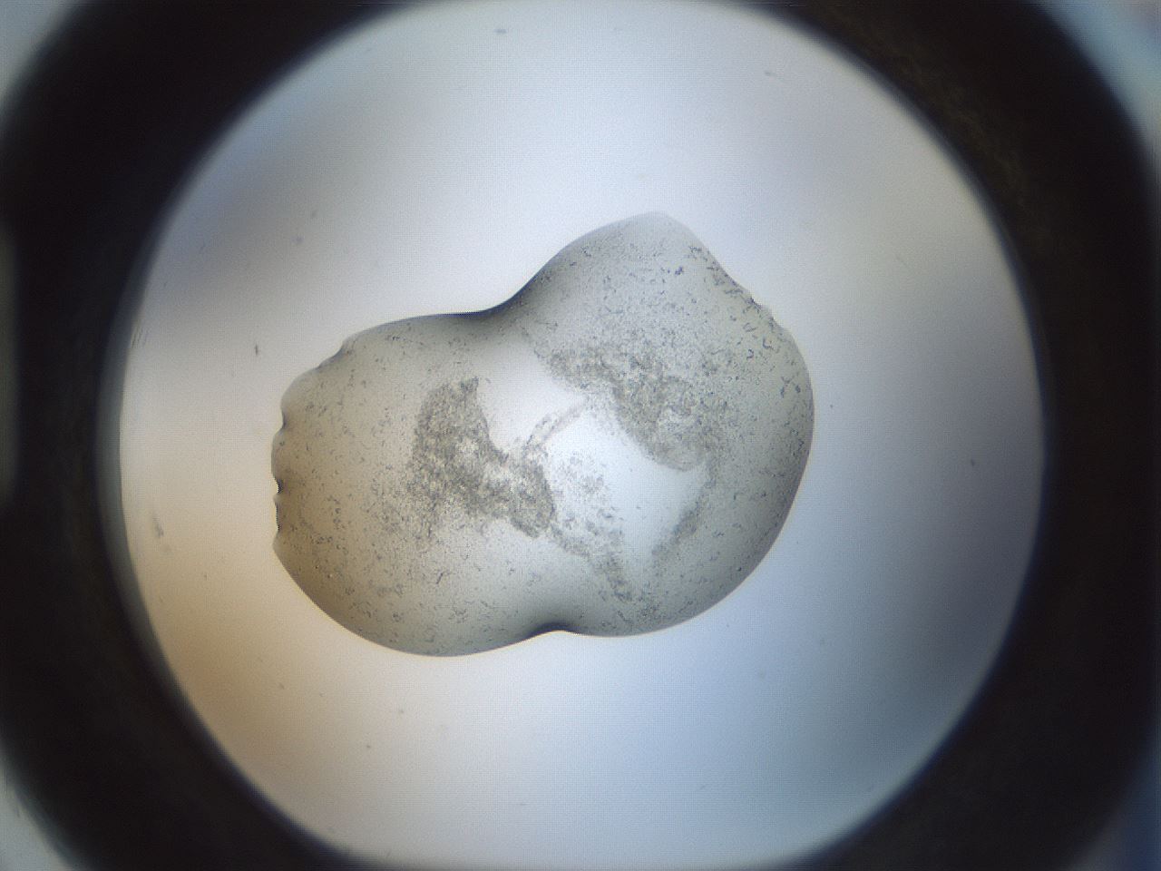 folderID241_plateID3241_batchID18212_wellNum91_profileID1_d1_r284023_ef.jpg