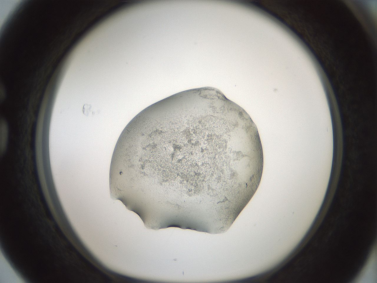 folderID241_plateID3241_batchID18923_wellNum76_profileID1_d1_r283993_ef.jpg