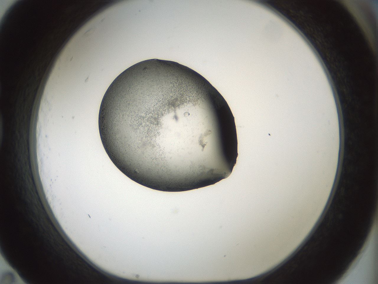 folderID242_plateID3242_batchID18390_wellNum83_profileID1_d1_r282663_ef.jpg