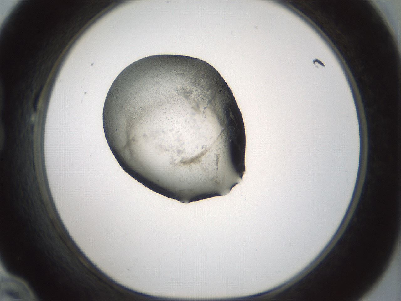 folderID242_plateID3242_batchID18917_wellNum22_profileID1_d1_r282541_ef.jpg
