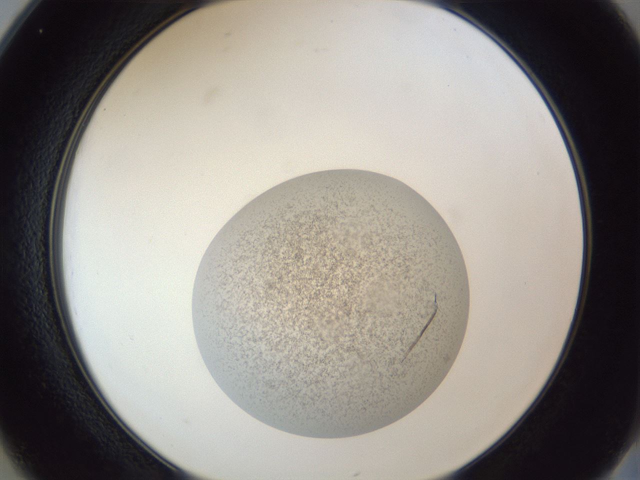 folderID252_plateID1252_batchID4160_wellNum25_profileID1_d2_r72511_ef.jpg