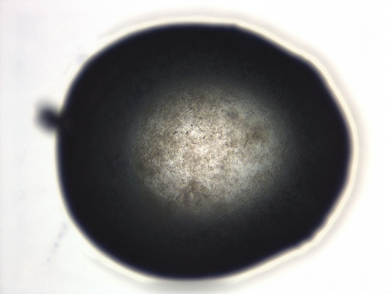 04ew_D12_ImagerDefaults_3.jpg