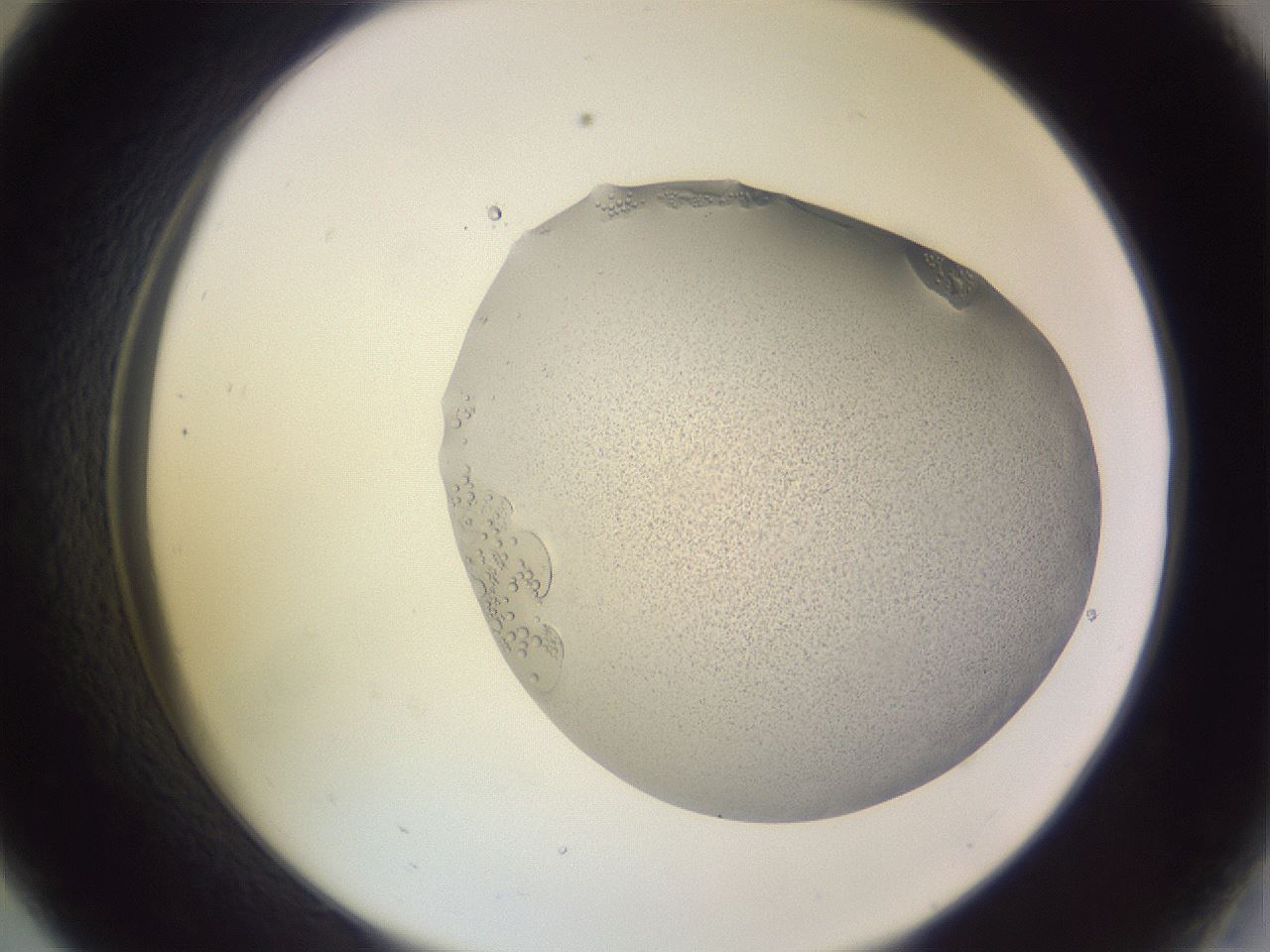 folderID266_plateID3266_batchID19292_wellNum33_profileID1_d2_r287568_ef.jpg