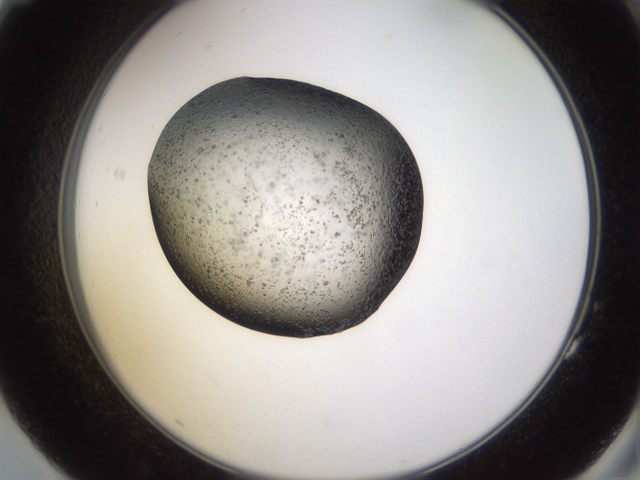 folderID26_plateID3026_batchID16530_wellNum83_profileID1_d2_r253902_ef.jpg