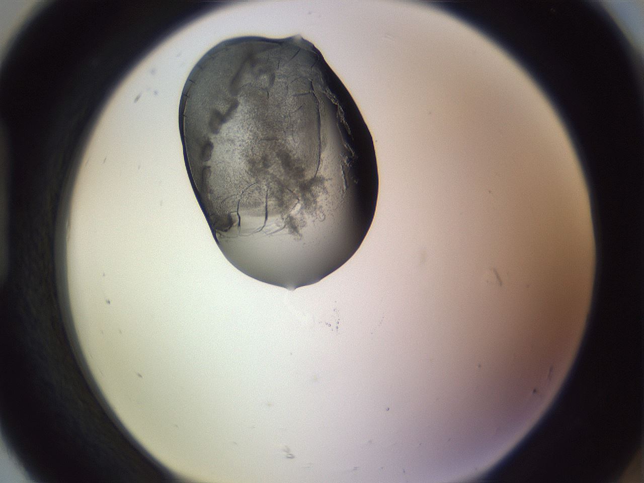 folderID276_plateID1276_batchID4099_wellNum92_profileID1_d1_r73134_ef.jpg