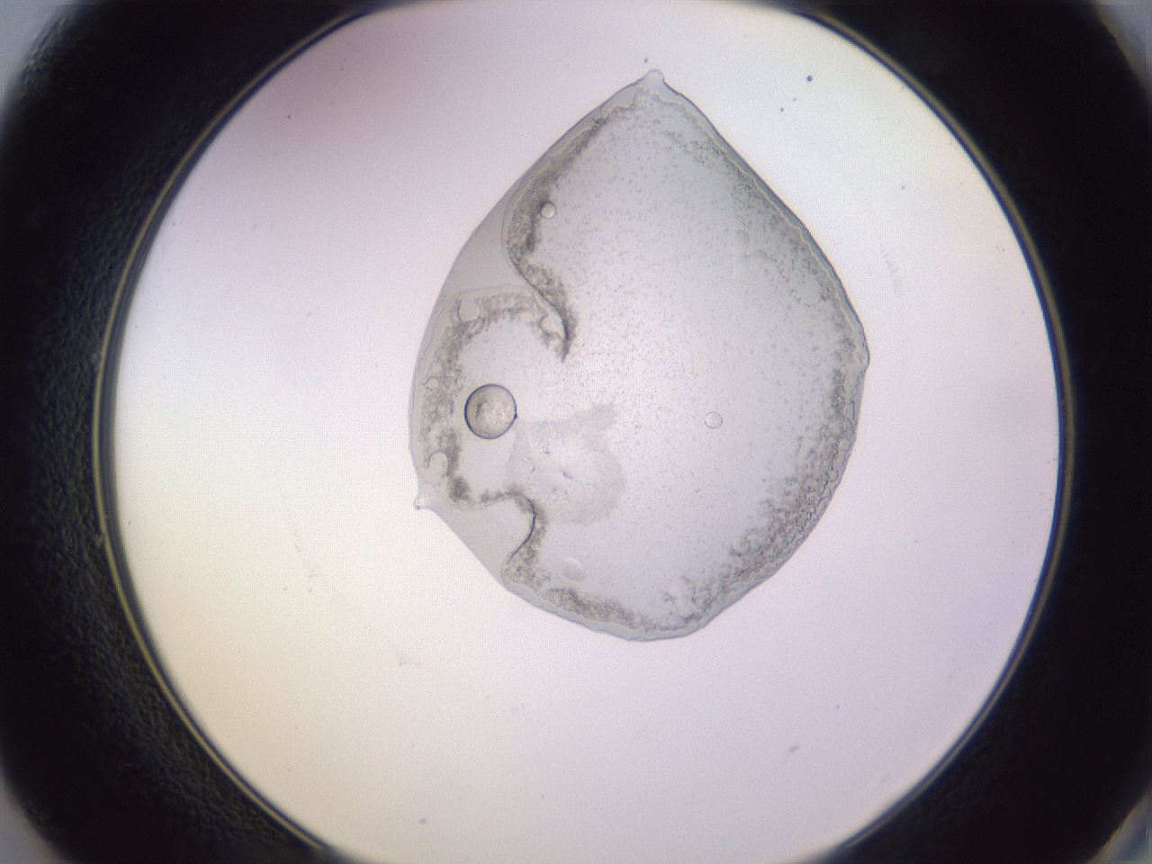 folderID278_plateID1278_batchID4747_wellNum49_profileID1_d2_r74201_ef.jpg