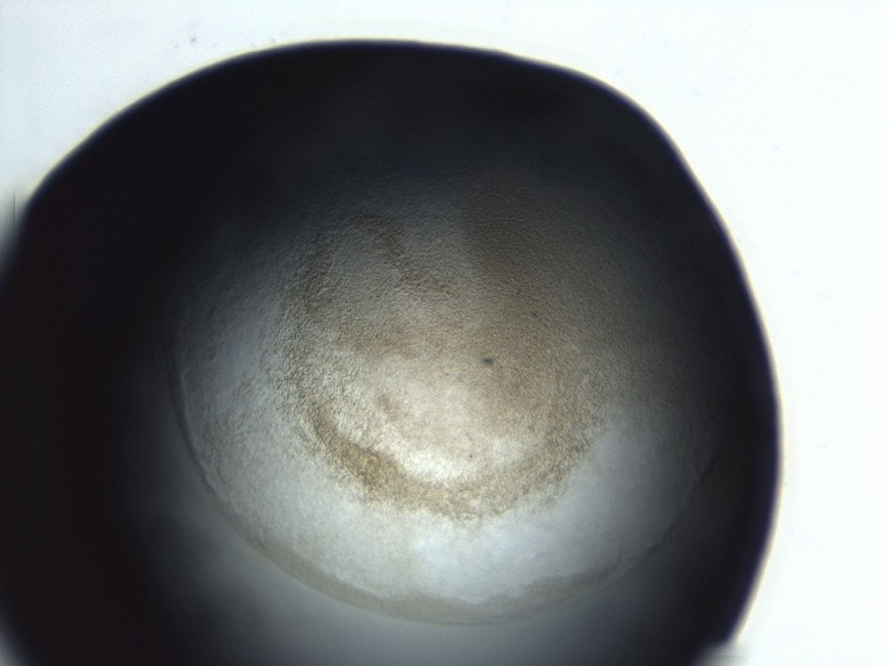 04ew_E10_ImagerDefaults_3.jpg