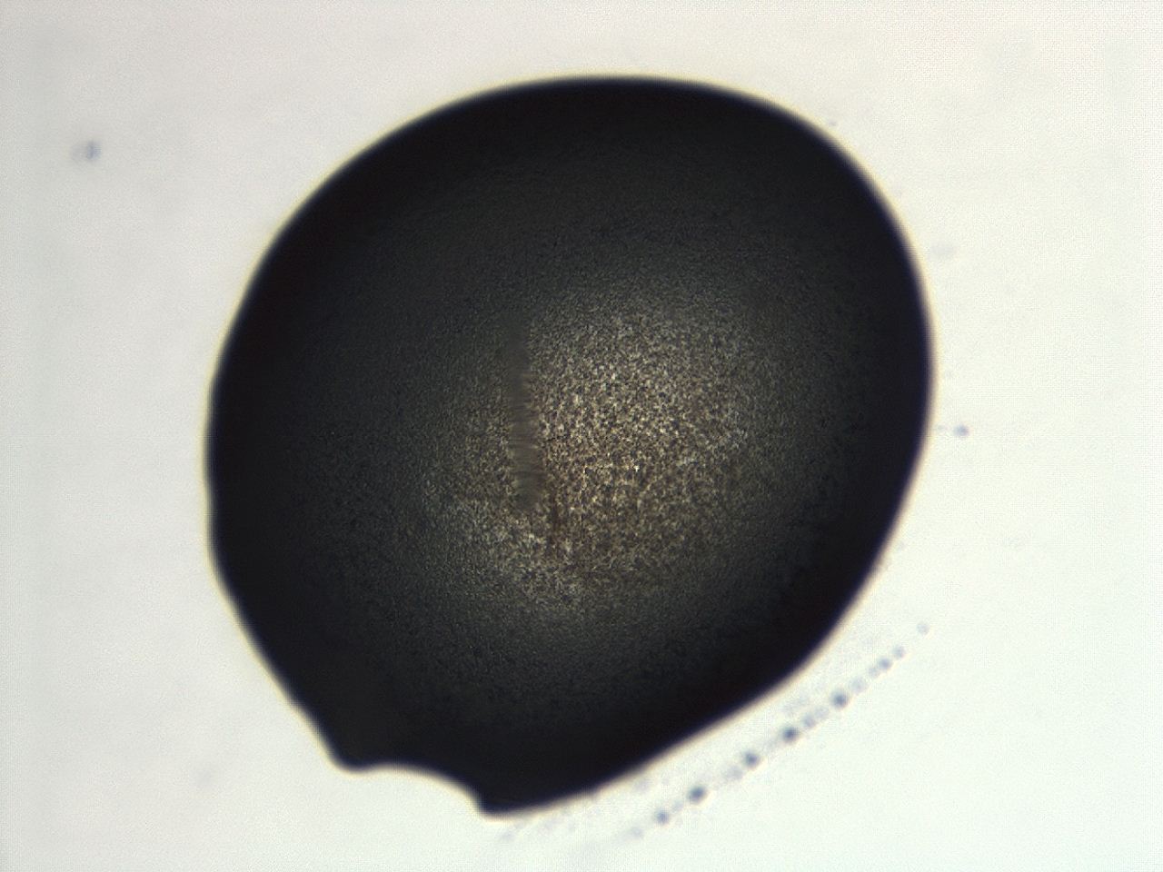04ew_F1_ImagerDefaults_3.jpg