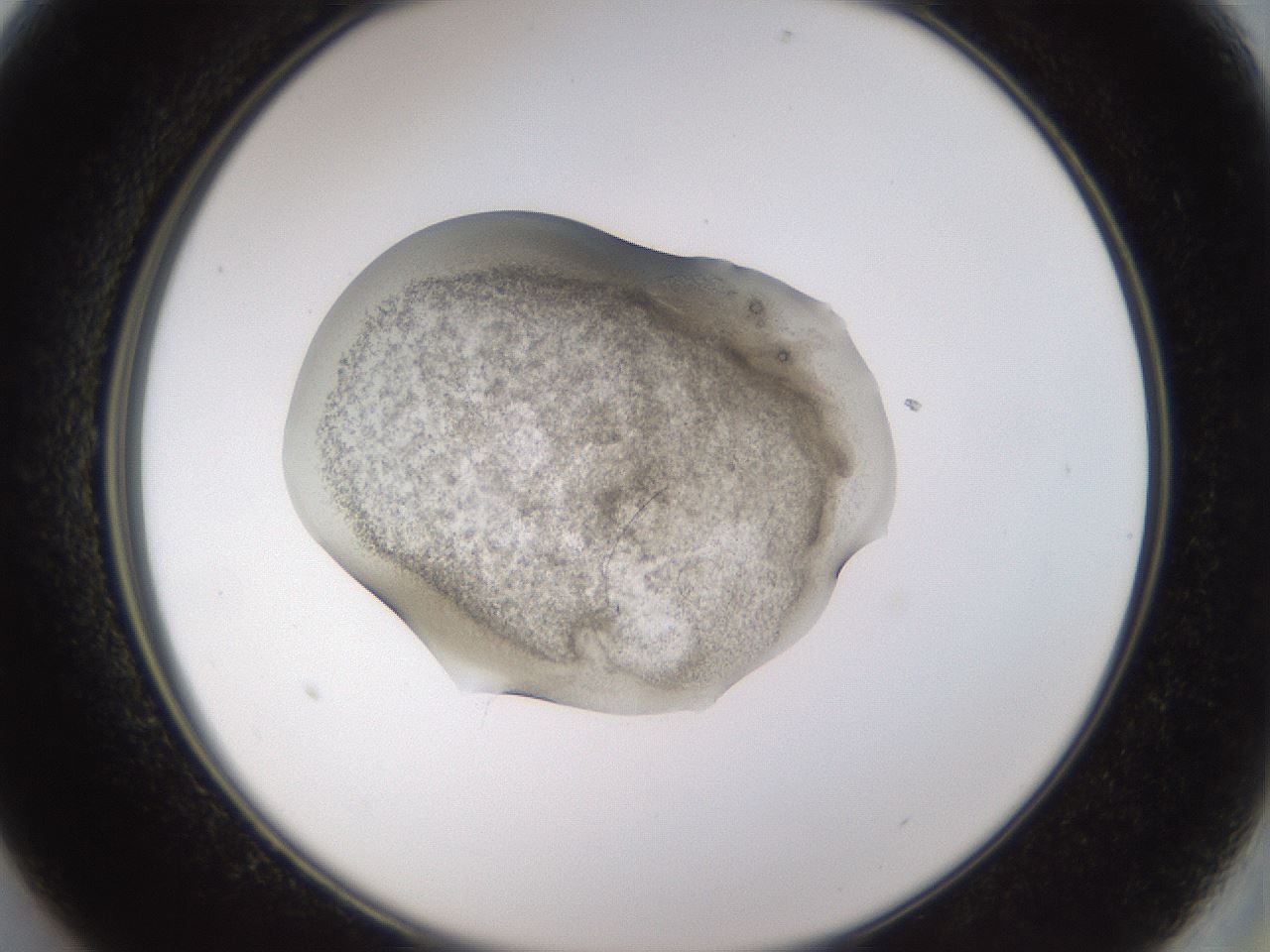 folderID282_plateID3282_batchID18803_wellNum13_profileID1_d2_r289166_ef.jpg