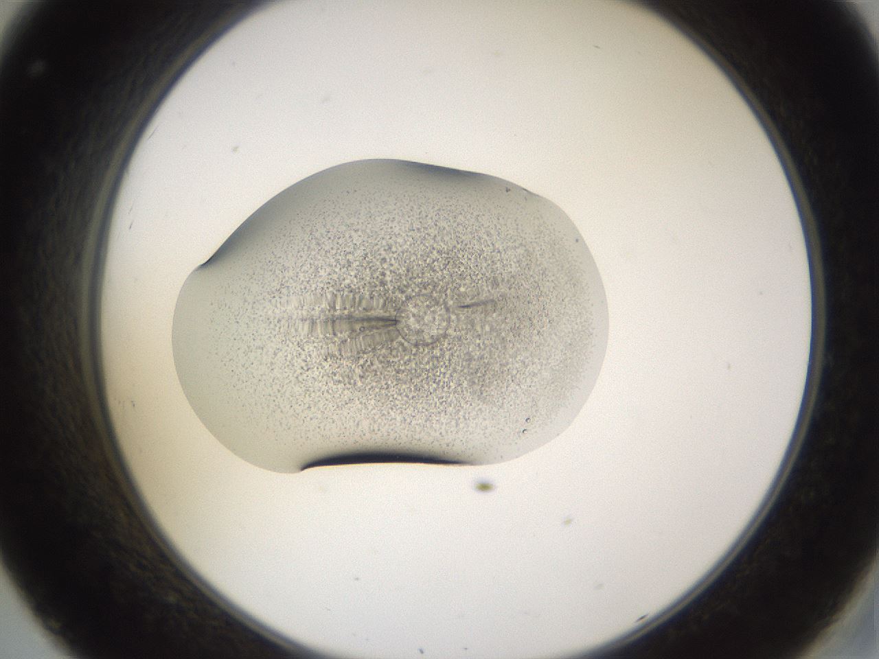 folderID282_plateID3282_batchID19043_wellNum32_profileID1_d2_r289204_ef.jpg