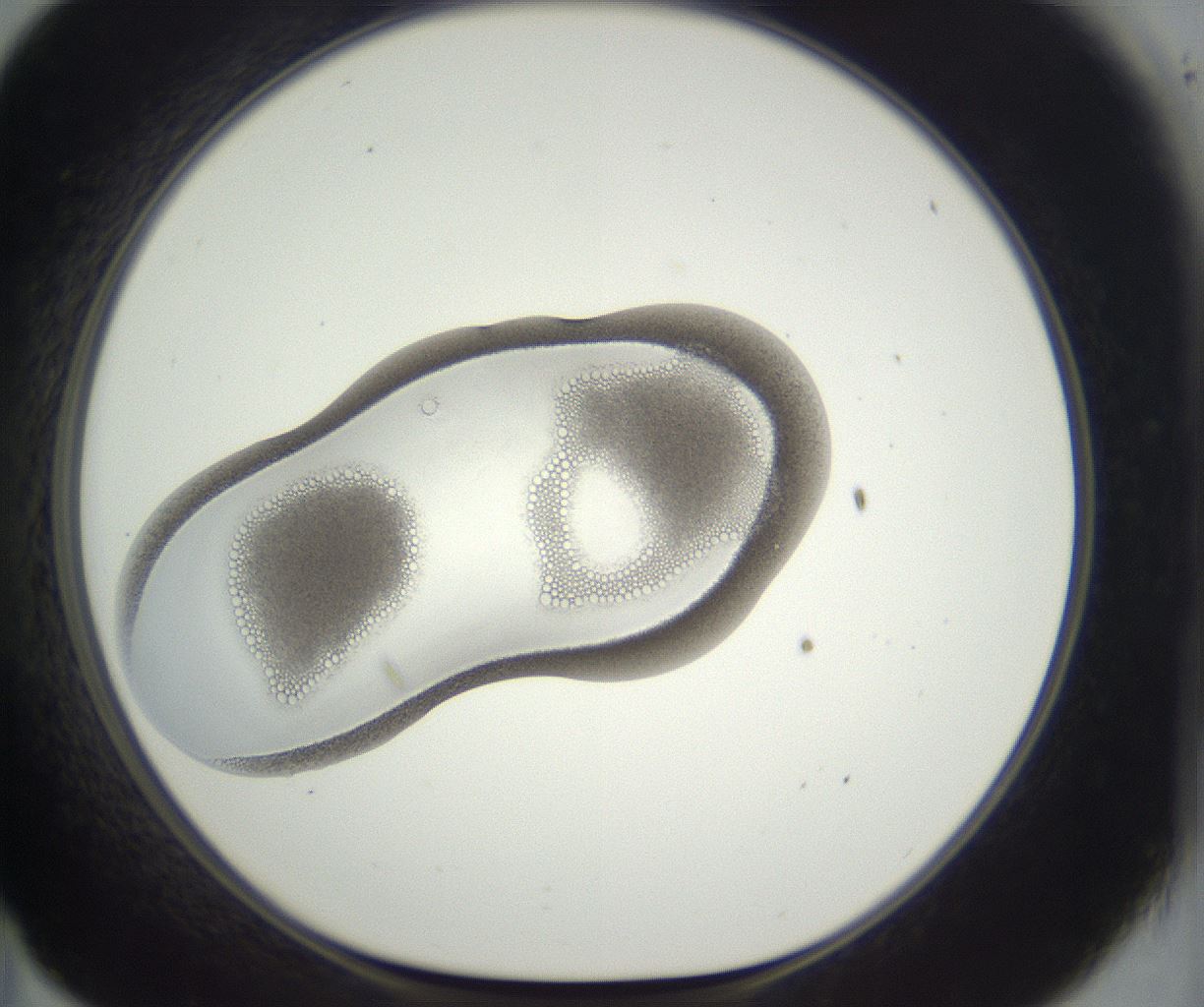 folderID292_plateID3292_batchID18797_wellNum35_profileID1_d1_r290198_ef.jpg