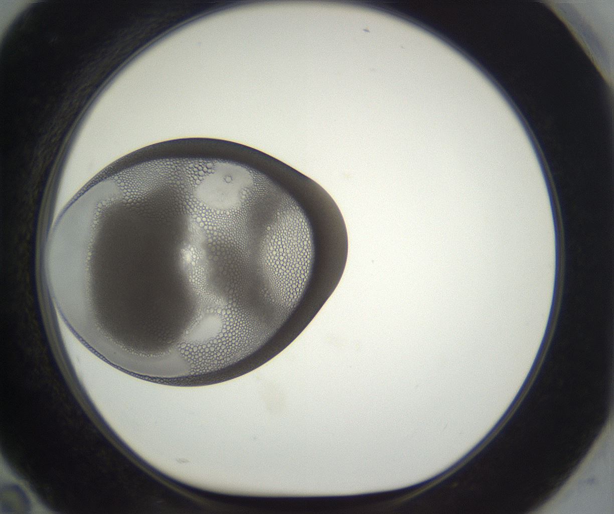 folderID293_plateID3293_batchID18840_wellNum94_profileID1_d1_r290449_ef.jpg