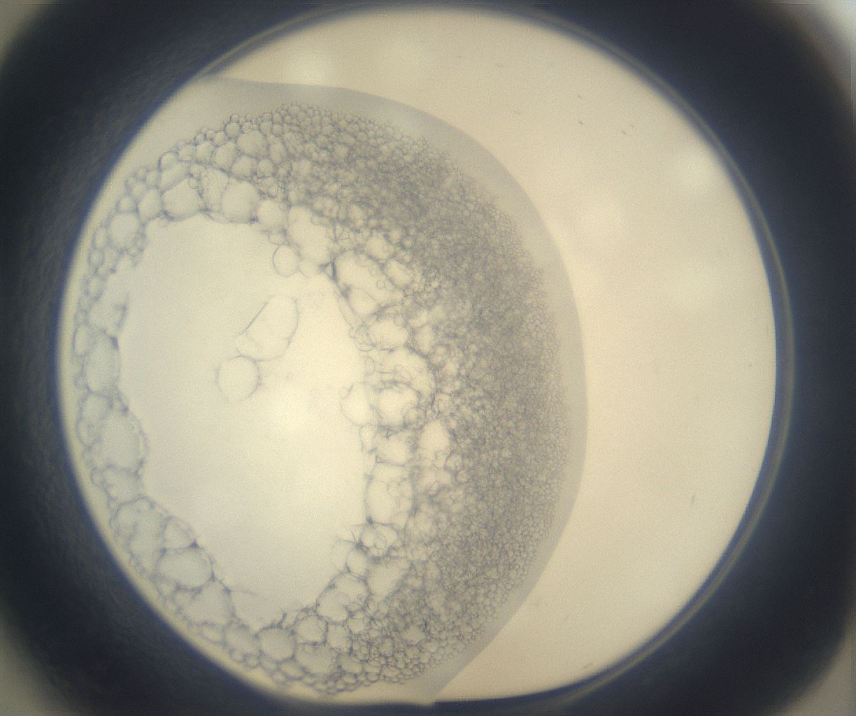 folderID293_plateID3293_batchID19722_wellNum41_profileID1_d1_r290396_ef.jpg