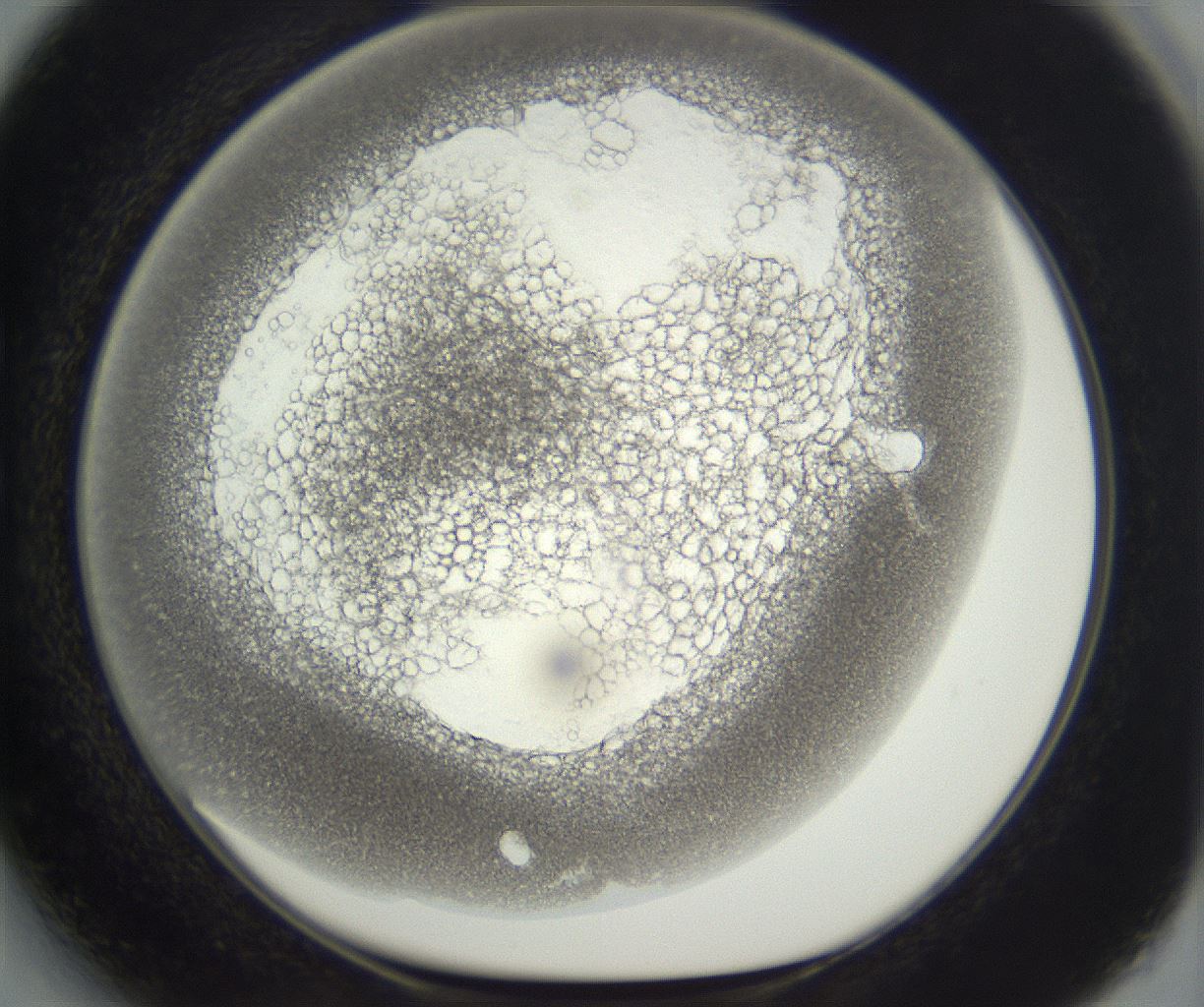 folderID293_plateID3293_batchID20049_wellNum27_profileID1_d1_r290382_ef.jpg