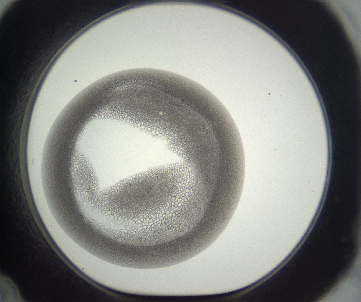 folderID297_plateID3297_batchID20785_wellNum48_profileID1_d1_r290499_ef.jpg