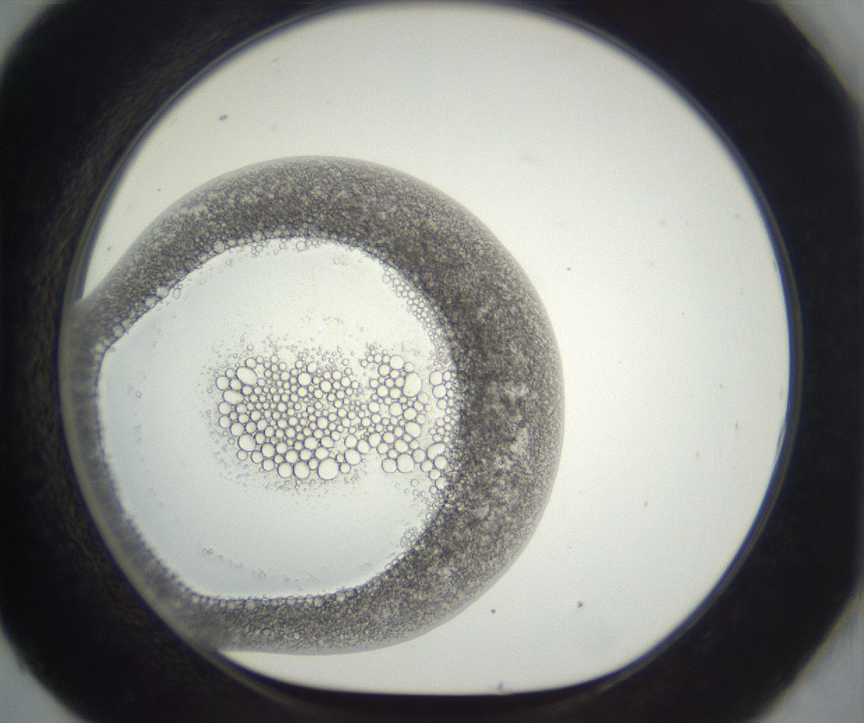 folderID297_plateID3297_batchID19405_wellNum93_profileID1_d1_r290544_ef.jpg