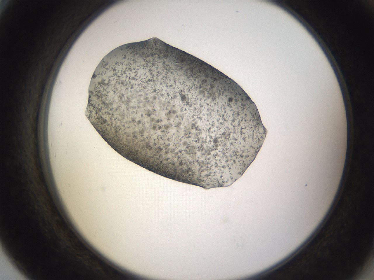folderID309_plateID3309_batchID19146_wellNum79_profileID1_d2_r291403_ef.jpg