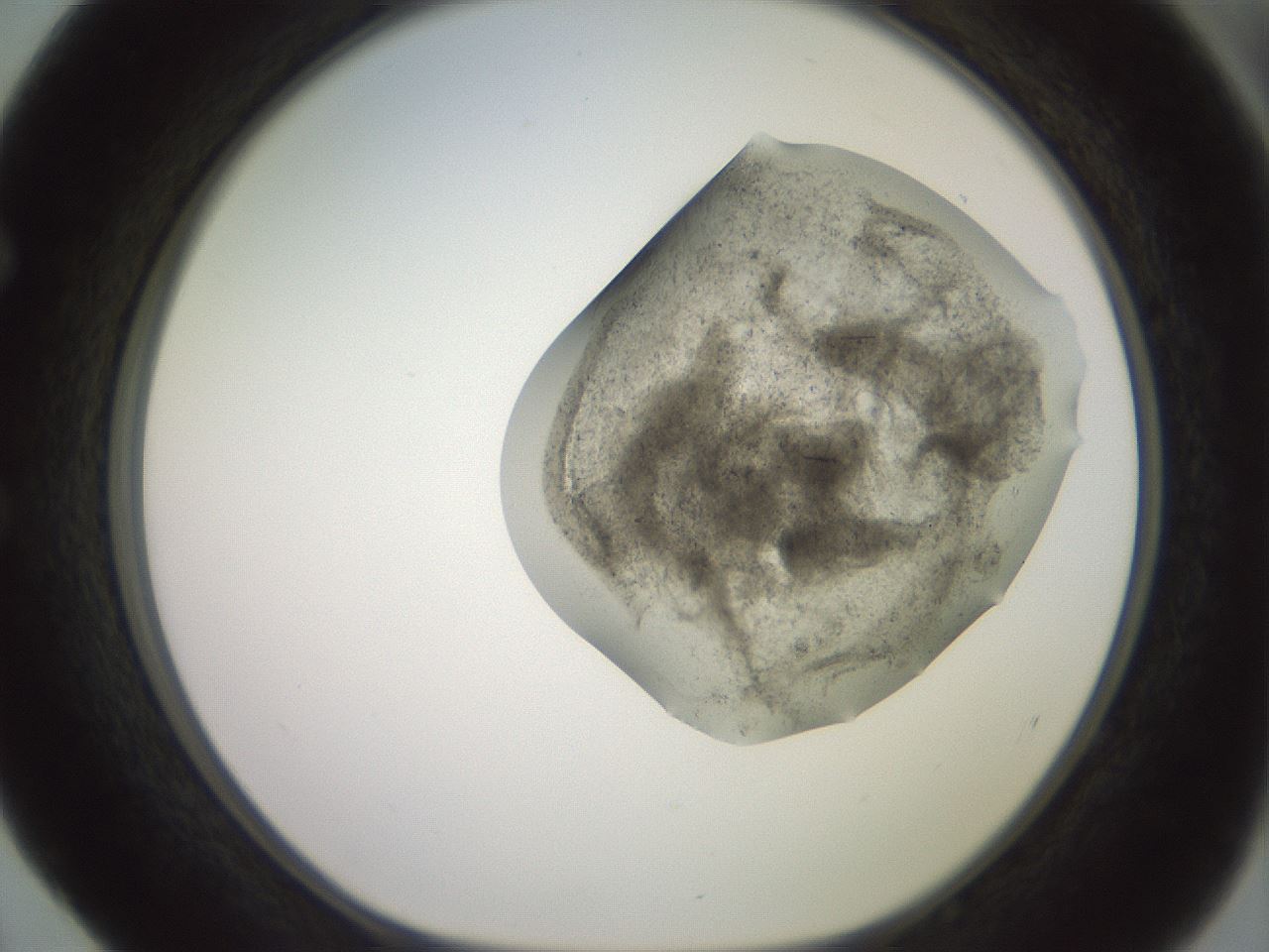 folderID316_plateID2316_batchID10577_wellNum52_profileID1_d1_r162934_ef.jpg