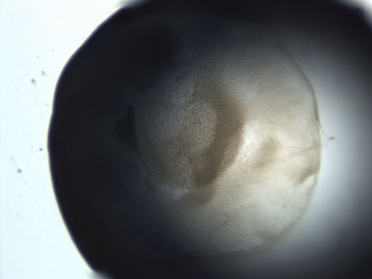 04ex_E10_ImagerDefaults_3.jpg