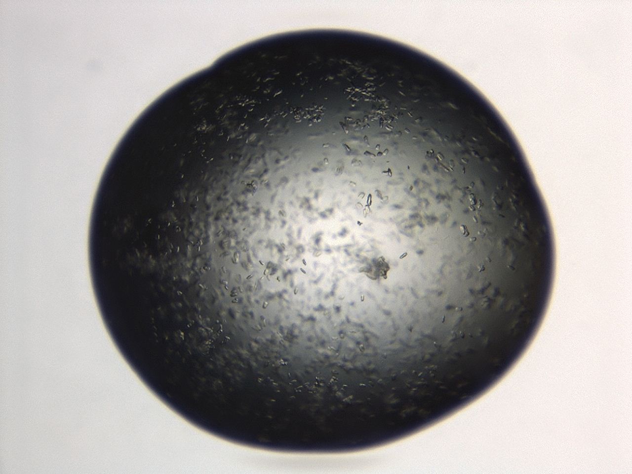 04ex_G4_ImagerDefaults_8.jpg