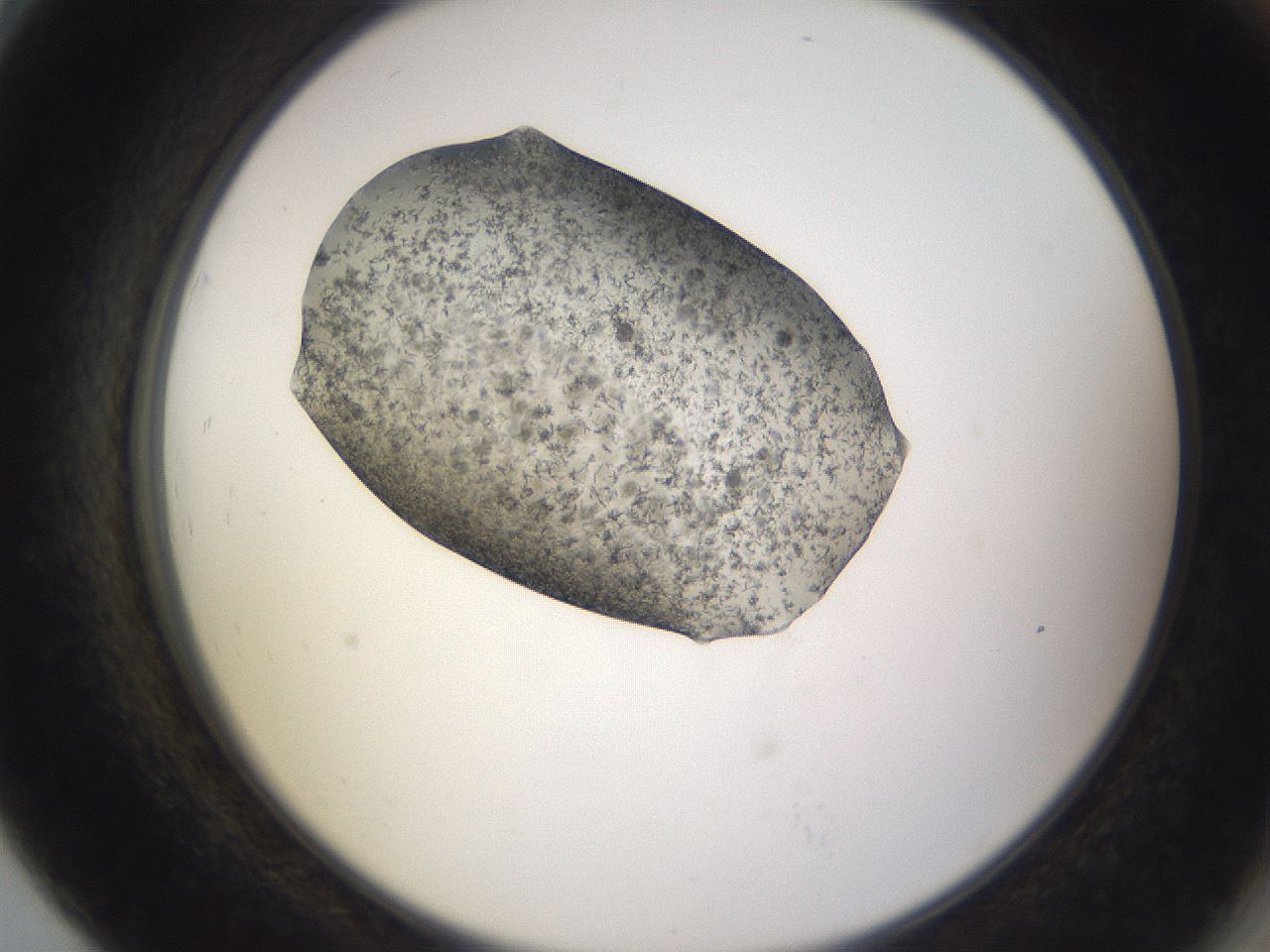 folderID309_plateID3309_batchID19756_wellNum79_profileID1_d2_r291403_ef.jpg