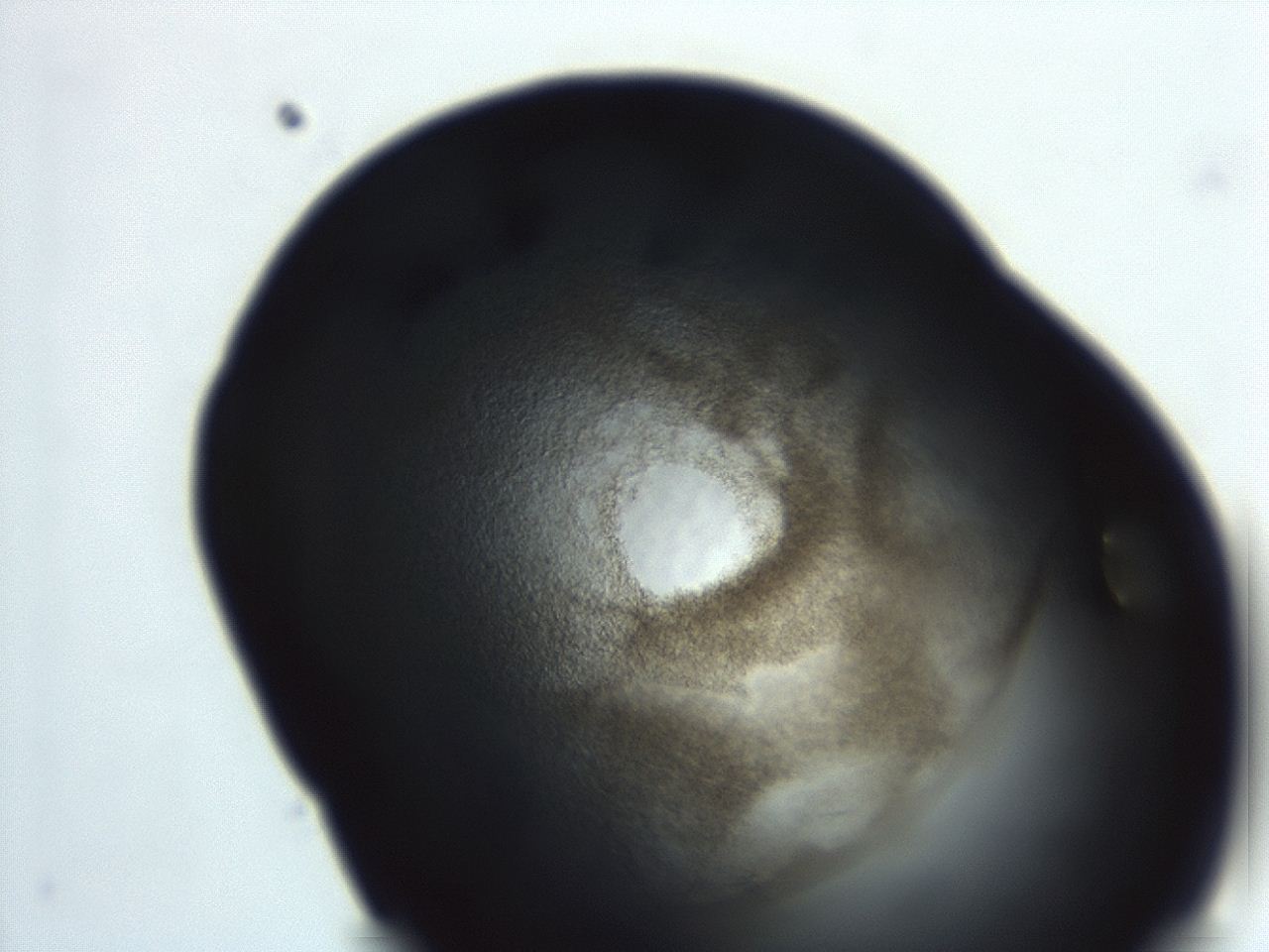 04ey_E10_ImagerDefaults_3.jpg