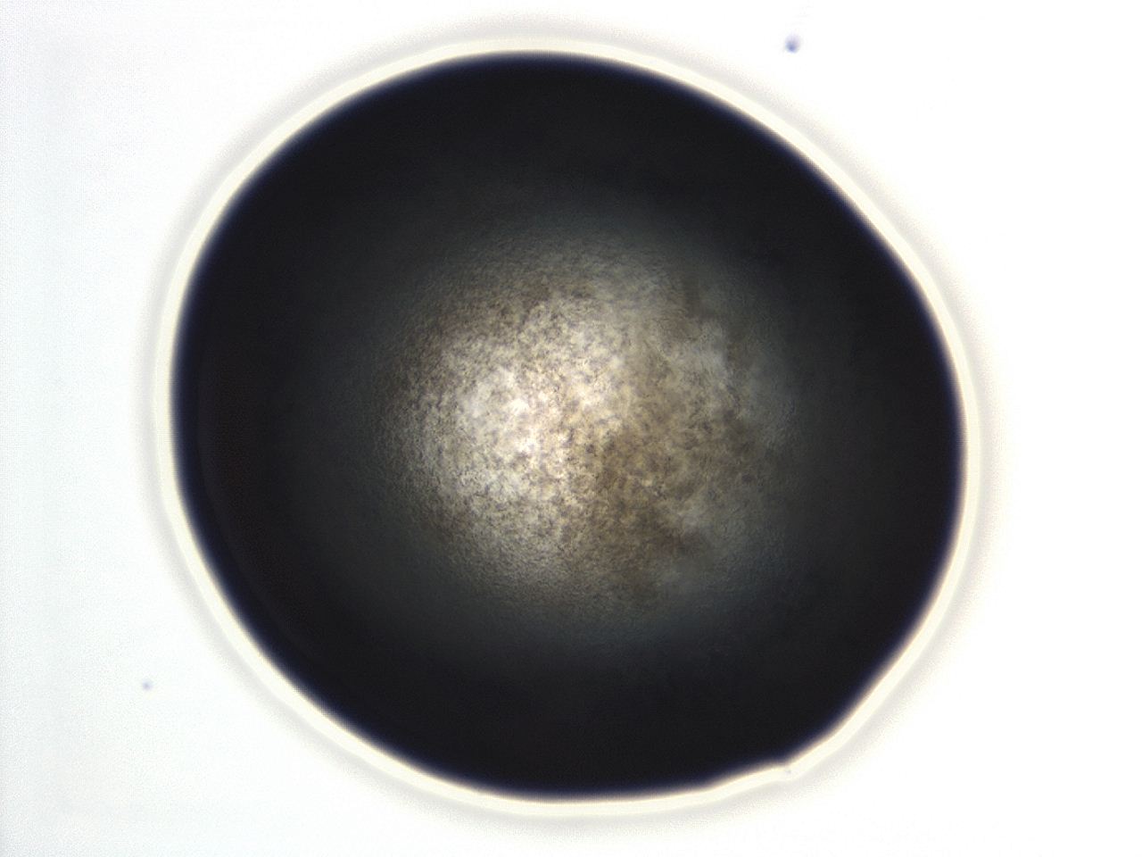 04ez_B12_ImagerDefaults_3.jpg