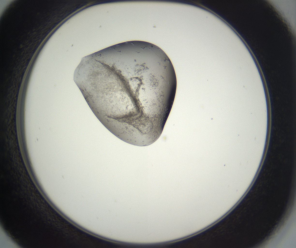 folderID359_plateID3359_batchID19814_wellNum45_profileID1_d2_r298469_ef.jpg