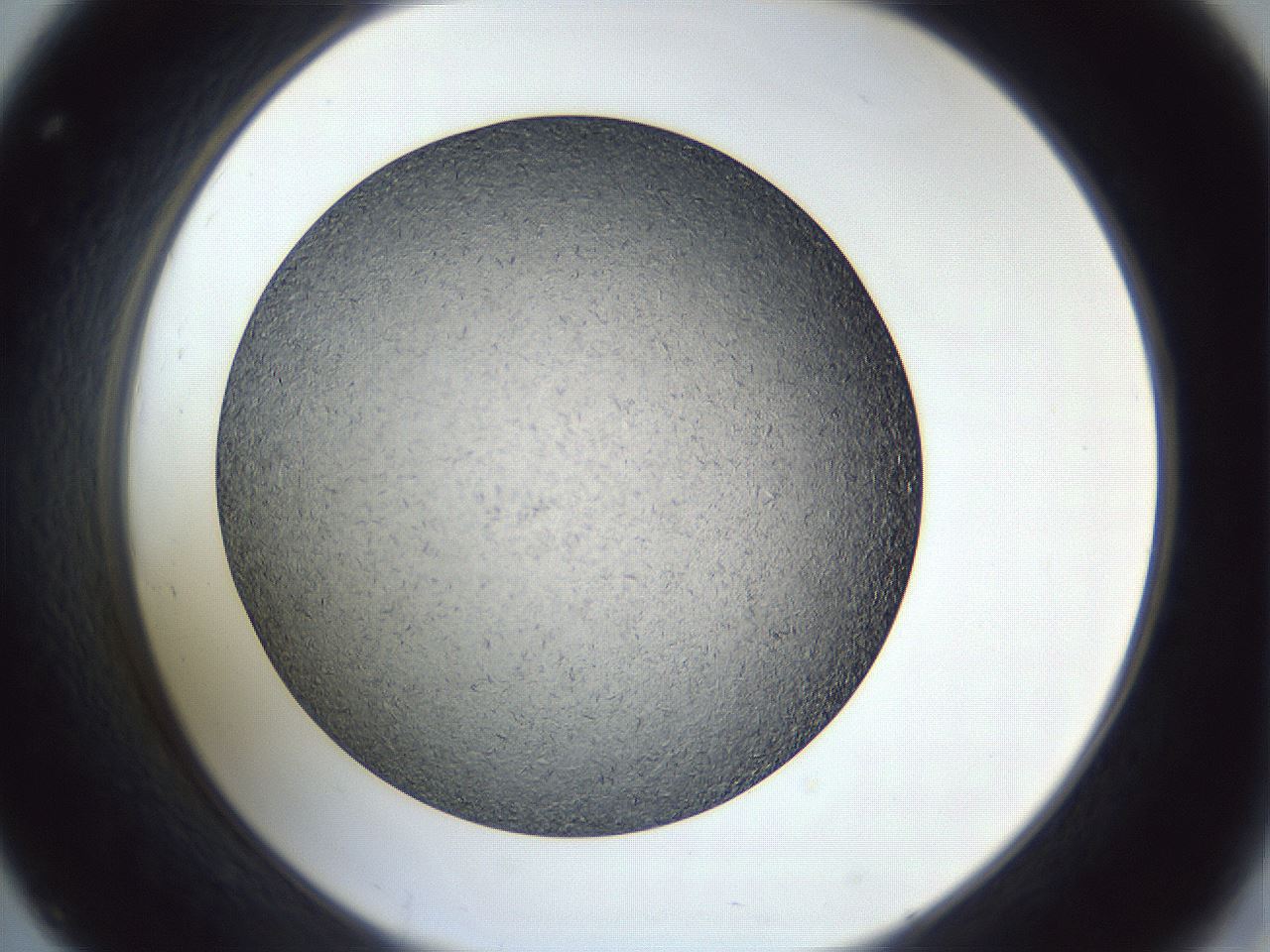 folderID364_plateID1364_batchID4568_wellNum32_profileID1_d2_r82639_ef.jpg