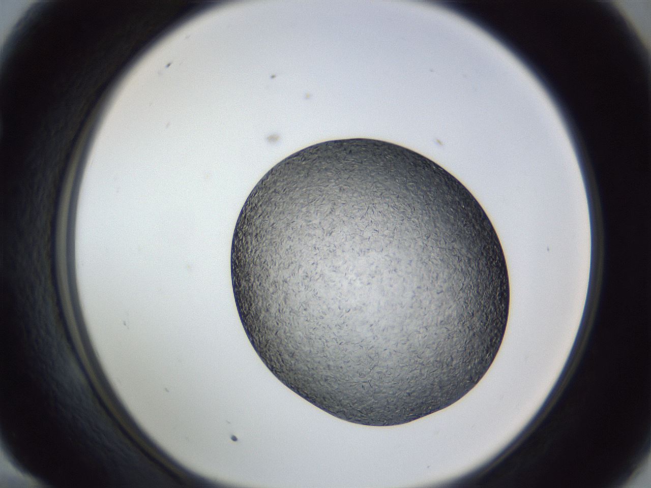 folderID364_plateID1364_batchID4692_wellNum58_profileID1_d1_r82690_ef.jpg