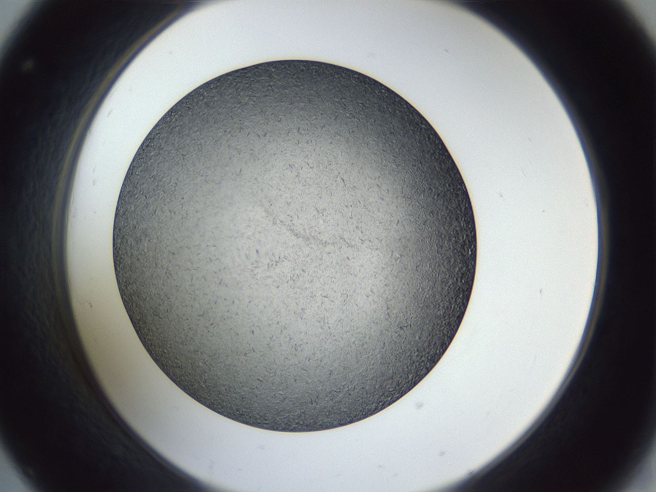 folderID364_plateID1364_batchID4923_wellNum32_profileID1_d2_r82639_ef.jpg