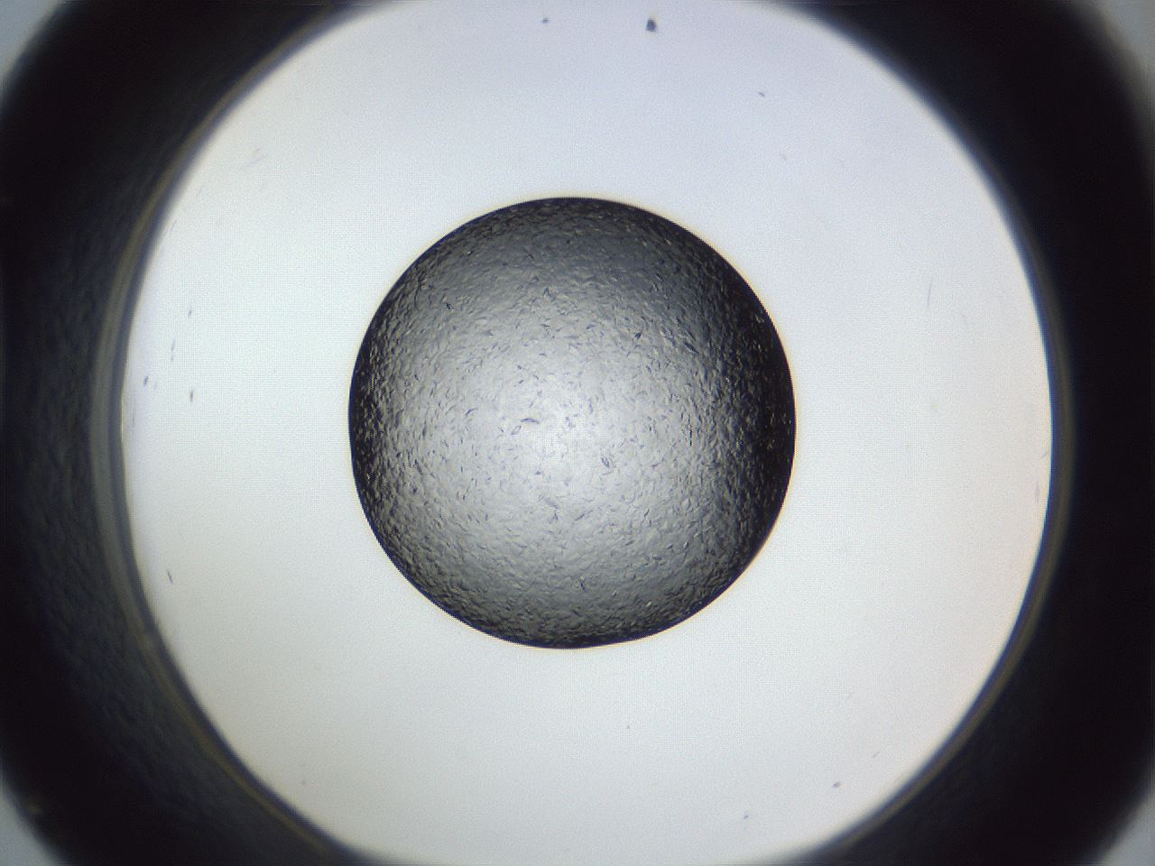 folderID364_plateID1364_batchID4923_wellNum45_profileID1_d1_r82664_ef.jpg